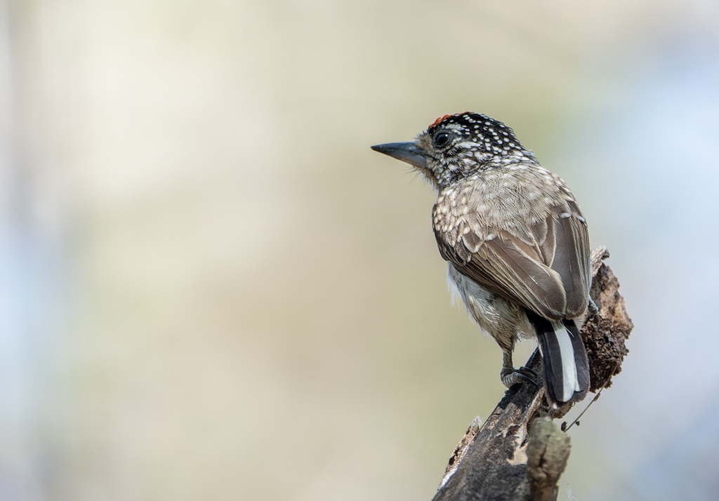 Picumnus albosquamatus albosquamatus