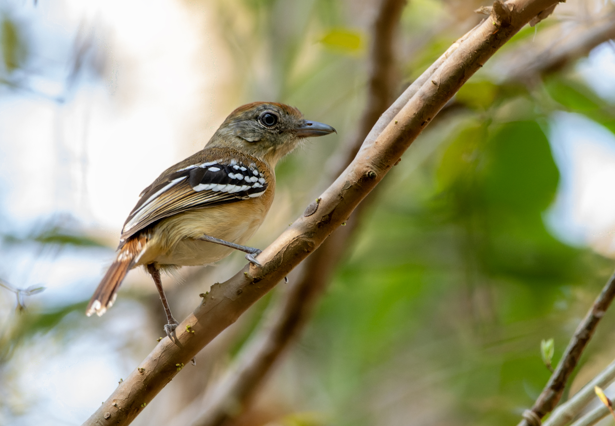 Bolivian Slaty Antshrike (Thamnophilus sticturus), photo 7