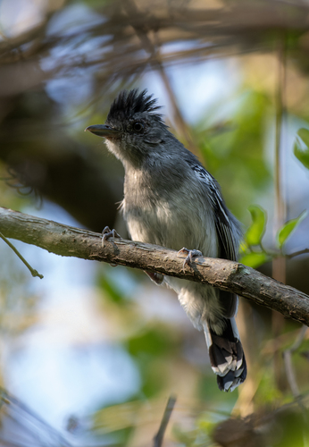 Bolivian Slaty Antshrike (Thamnophilus sticturus), photo 5