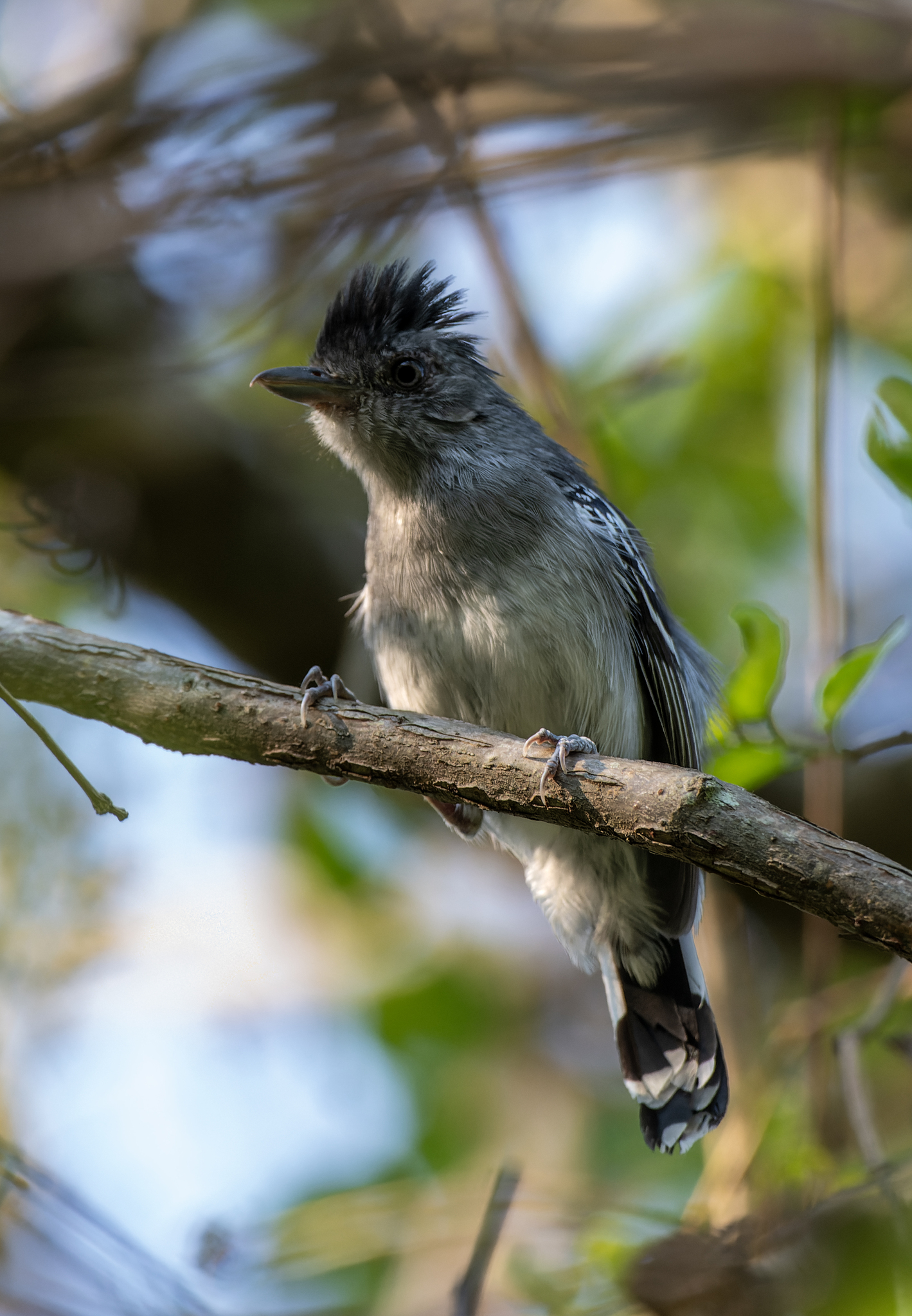 Bolivian Slaty Antshrike (Thamnophilus sticturus), photo 6