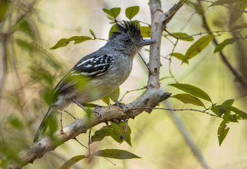 Bolivian Slaty Antshrike (Thamnophilus sticturus), photo 4