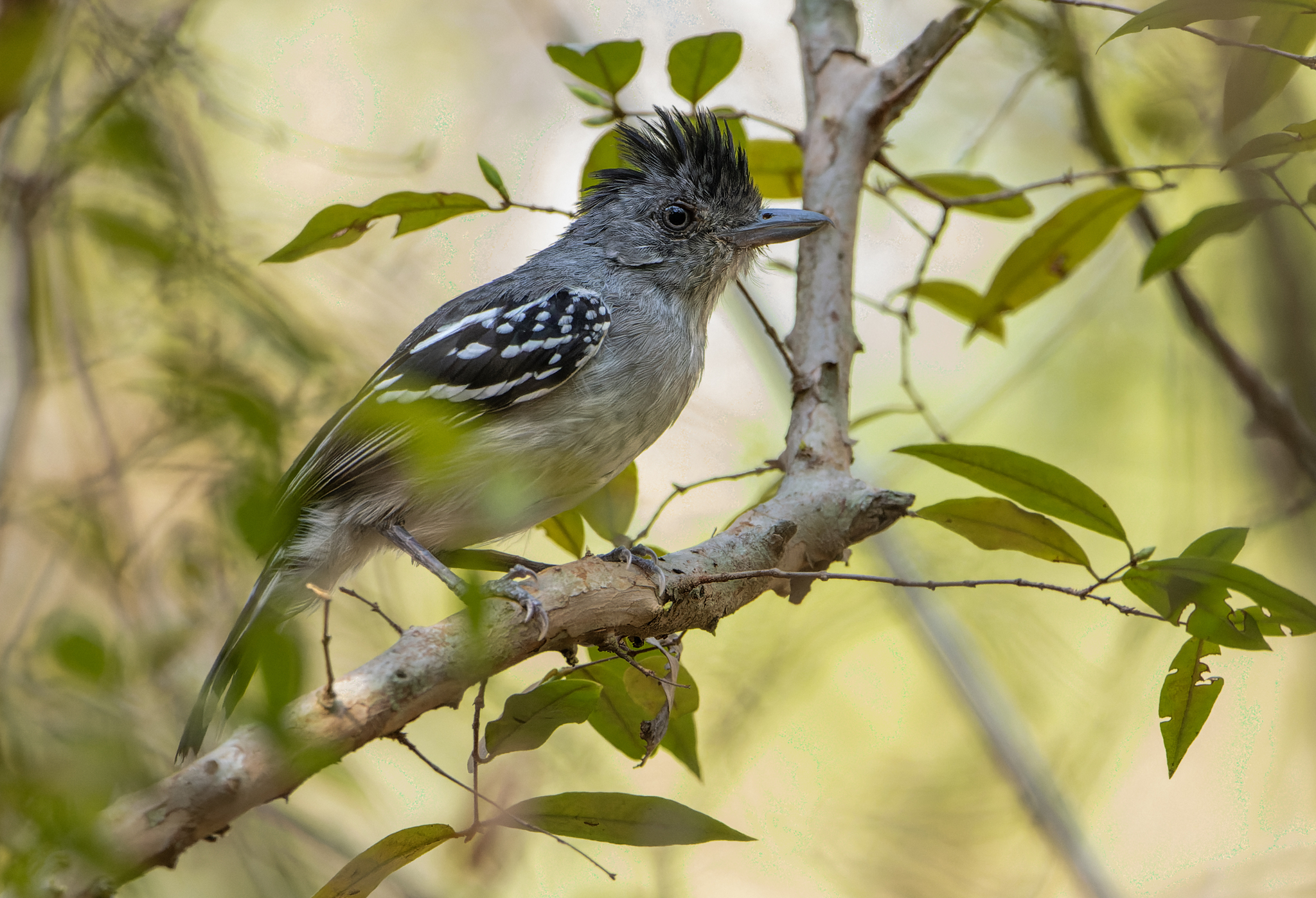 Bolivian Slaty Antshrike (Thamnophilus sticturus), photo 5