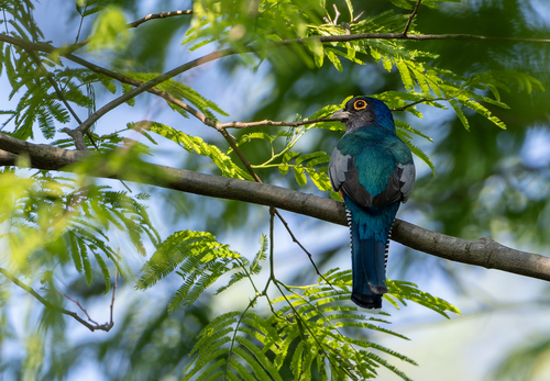 Blue-crowned Trogon