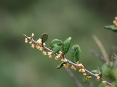 Elaeagnus formosana