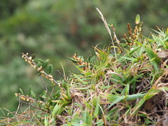 Elaeagnus formosana