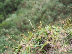 Elaeagnus formosana