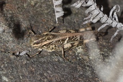 Gastrimargus marmoratus