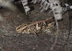 Gastrimargus marmoratus