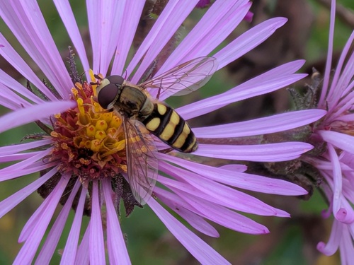Unknown species found near Verona, WI 53593, USA