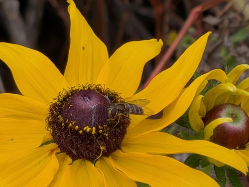 Unknown species found near Verona, WI 53593, USA