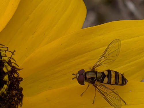 Unknown species found near Verona, WI 53593, USA