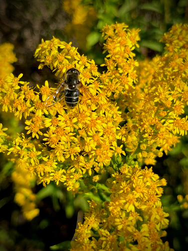 Unknown species found near Racoon Island Trail, Hardeeville, SC, US