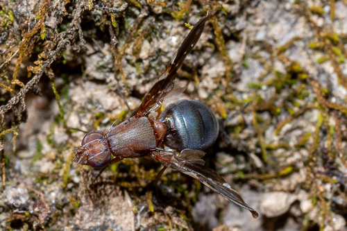 Unknown species found near Potomac, MD, USA