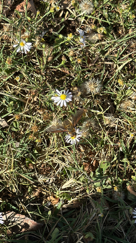 Unknown species found near S Memorial Dr, Tulsa, OK, US