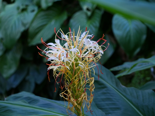 Hedychium yunnanense