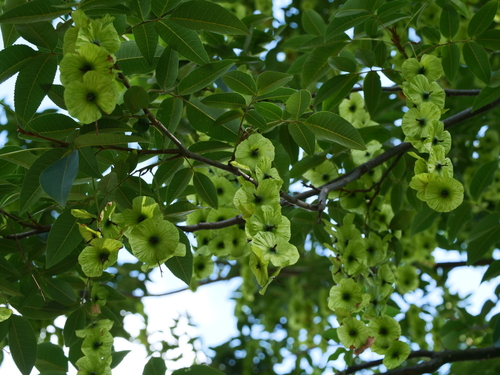 Cyclocarya paliurus, photograph 2
