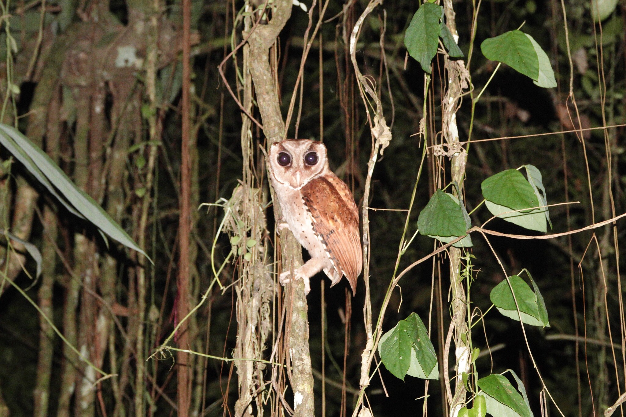 Oriental Bay Owl