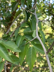 Secamone parvifolia