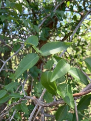 Secamone parvifolia