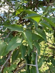Secamone parvifolia