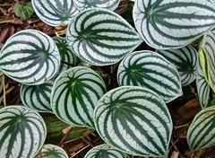 Peperomia argyreia