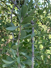 Gymnosporia glaucophylla