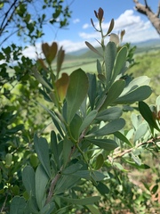 Gymnosporia glaucophylla