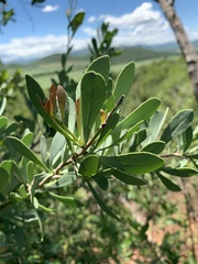 Gymnosporia glaucophylla
