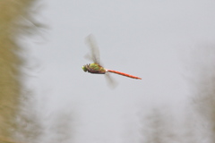 Anax longipes