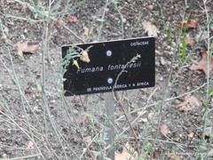Fumana fontanesii