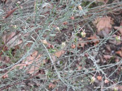 Fumana fontanesii
