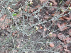 Fumana fontanesii