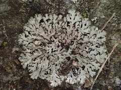 Phaeophyscia spinellosa