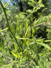 Maerua juncea crustata