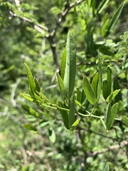 Maerua juncea crustata