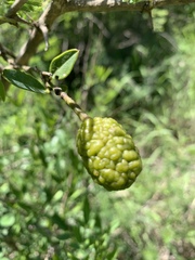 Maerua juncea crustata