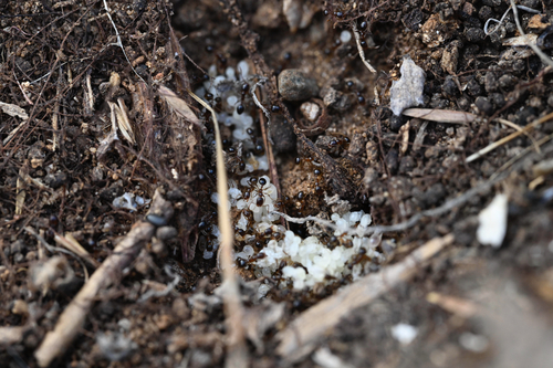 Monomorium creticumMonomorium creticum