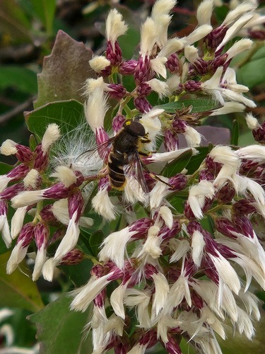 Unknown species found near Salem, MA, USA