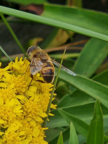 Unknown species found near Salem, MA, USA