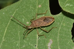 Homoeocerus unipunctatus