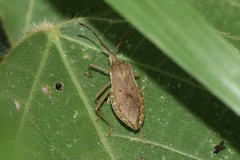 Homoeocerus unipunctatus