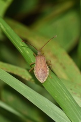 Homoeocerus unipunctatus