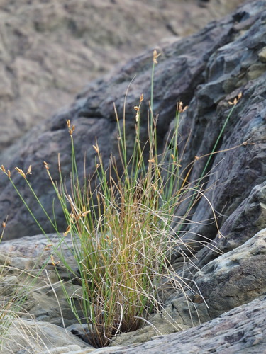 Image of Fimbristylis sieboldii by no rights reserved