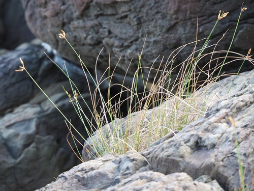 Image of Fimbristylis sieboldii by no rights reserved
