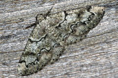 Cleorodes lichenaria