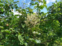 Mimosa colombiana