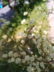 Mimosa colombiana
