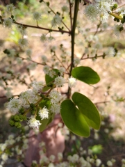 Mimosa colombiana