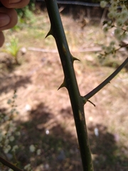 Mimosa colombiana