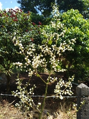 Mimosa colombiana